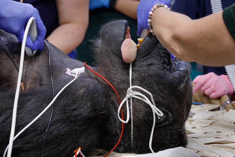 Muke, a gorilla at Omaha's Henry Doorly Zoo, undergoes an echocardiogram under anesthesia provided by UNMC.. 