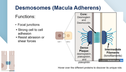 Hemidesmosomes | E-Gallery | University of Nebraska Medical Center