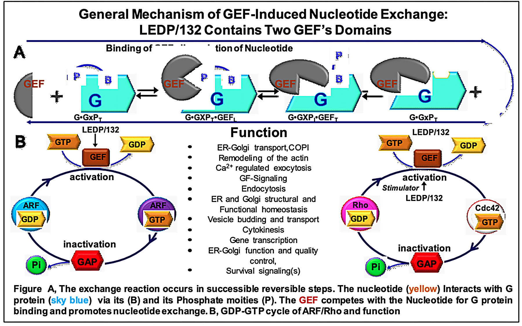 Graphic showing the general mechanism of GEF-induced nucleotide exchange