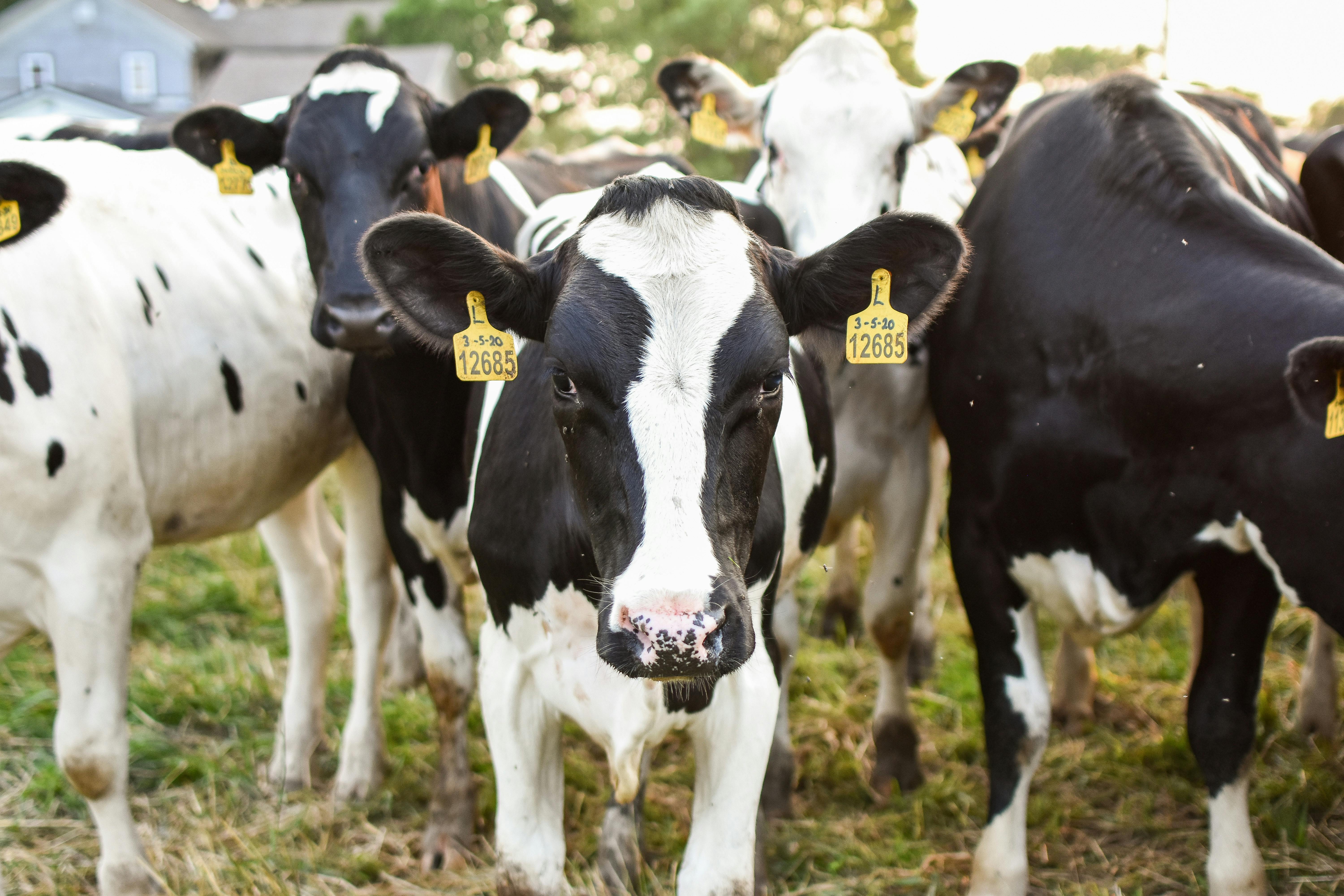 Dairy Cows 