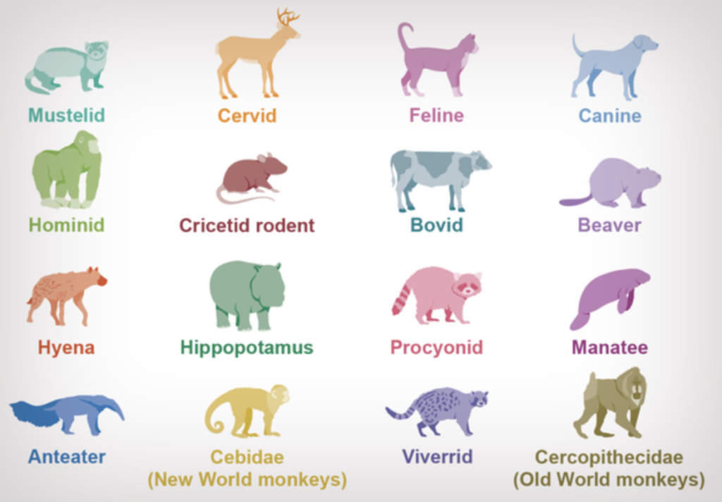 different types of animals in the world
