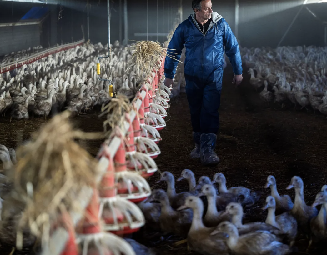 What Fresh Hell Is The New Bird-Flu Outbreak? | The Transmission ...