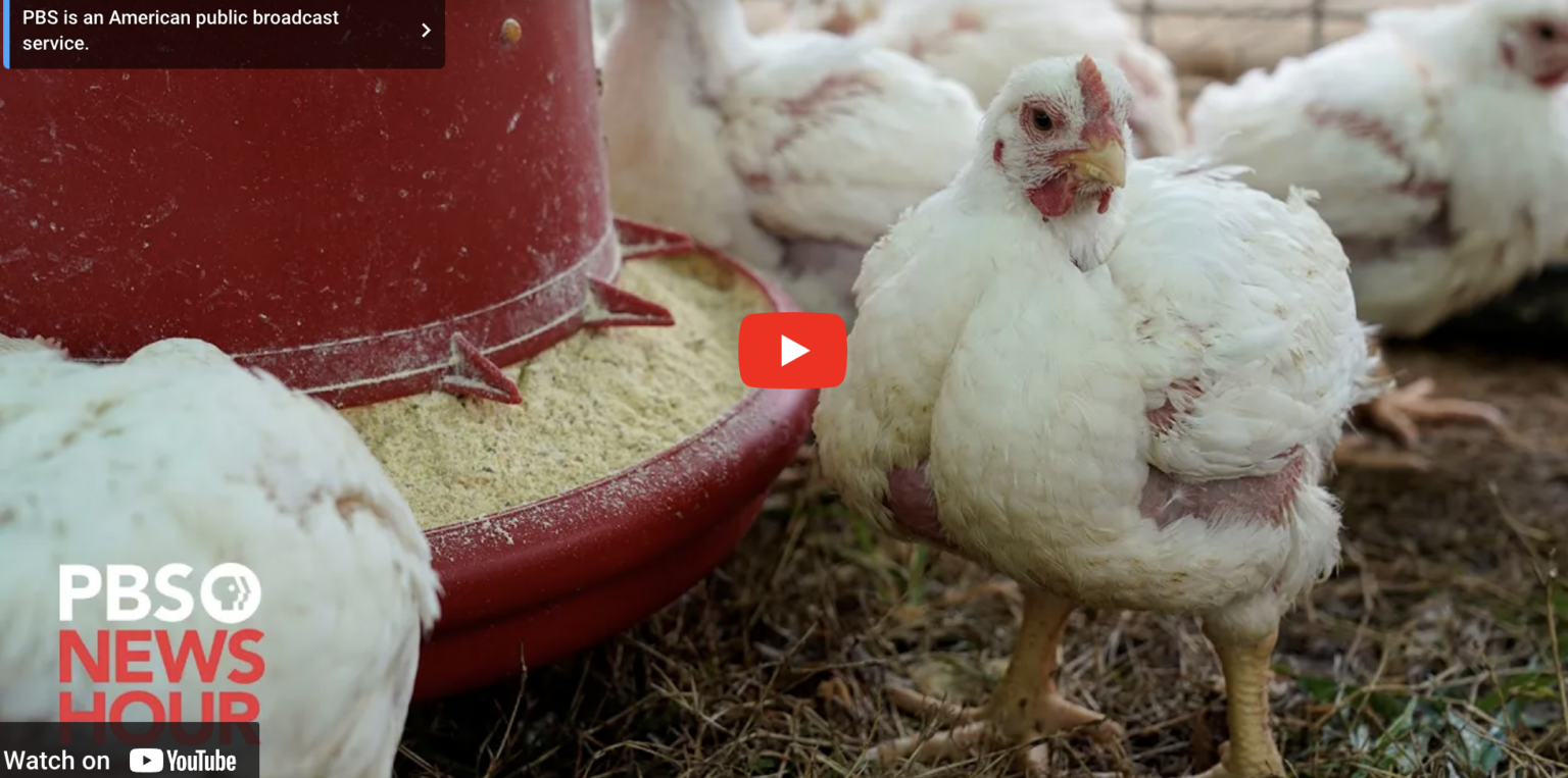 What You Need To Know About The U.S. Bird Flu Outbreak | The ...