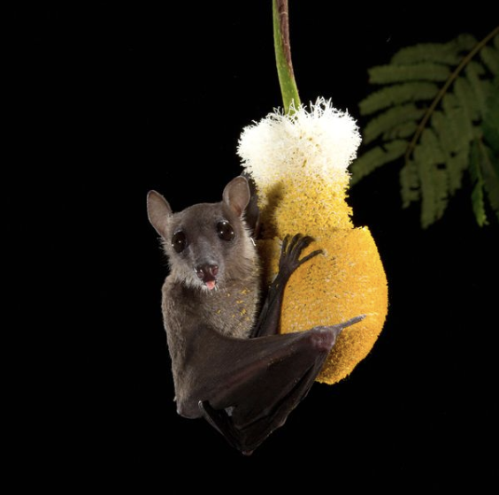 Bat stem cells reveal how bats survive in a virus-filled environment