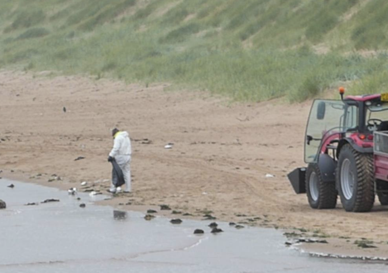 Scotland: More than 550 dead birds removed from beaches in two days ...