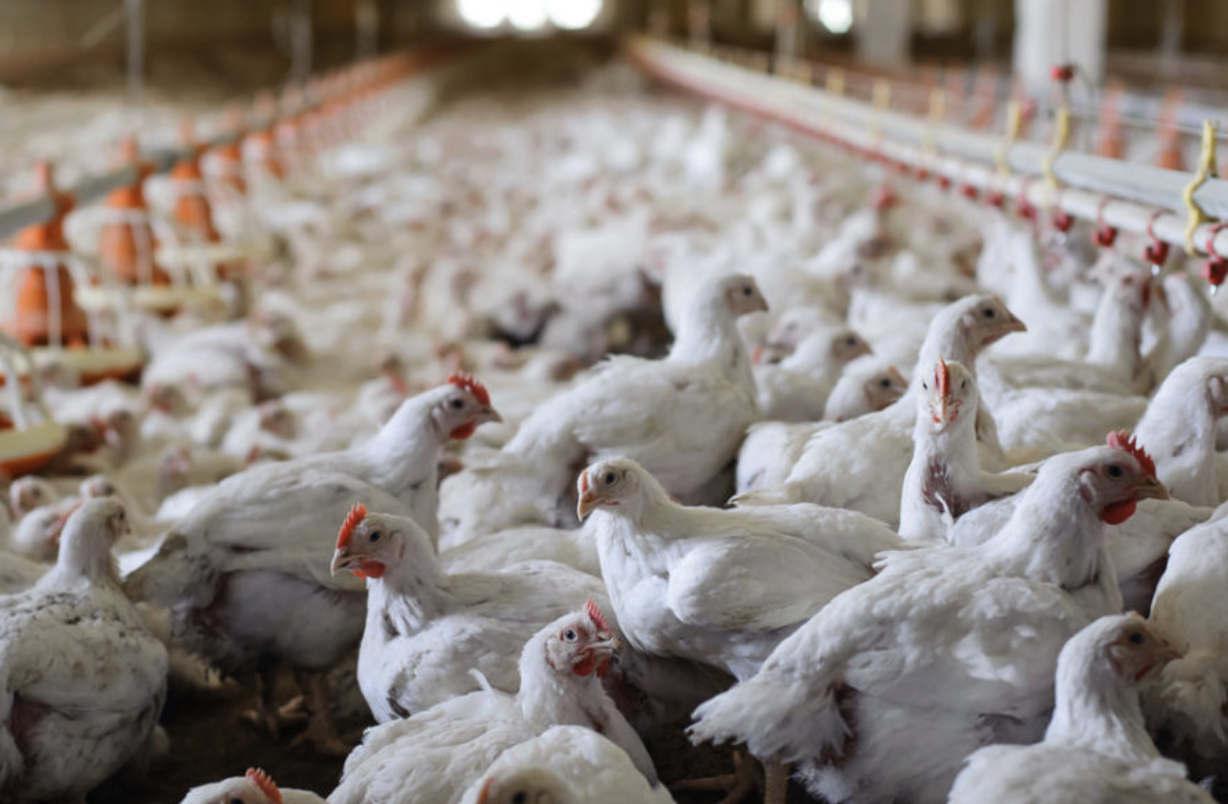 Hpai Detected In Commercial Poultry Flock In Michigan 