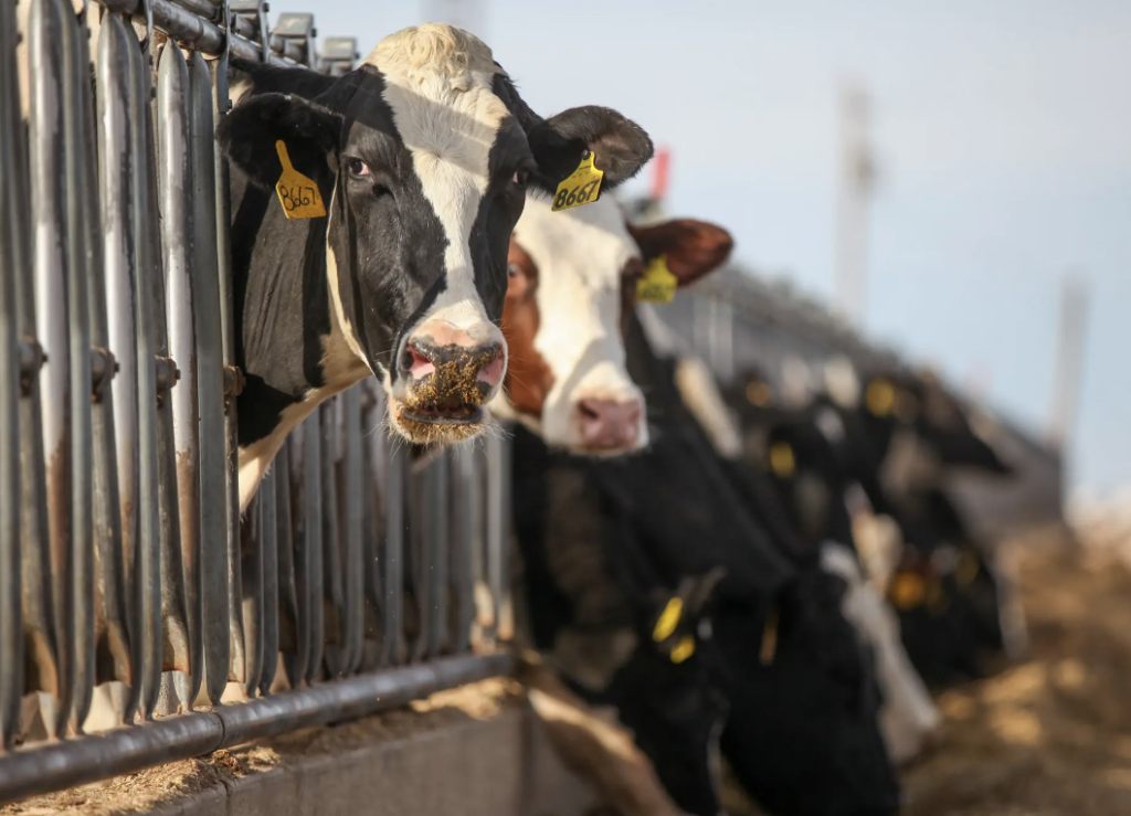 Bird Flu Spreads to Dairy Cows | The Transmission | University of ...