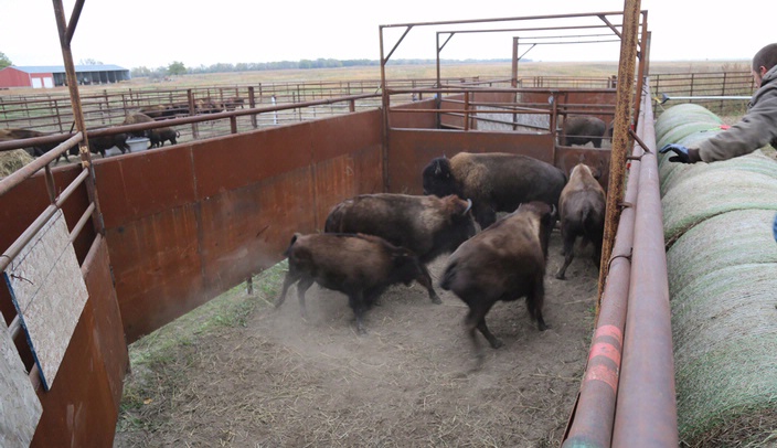 The health and safety of native and non-native bison herd workers is the focus of one UNMC agriculture center research project. At least seven projects have been identified.