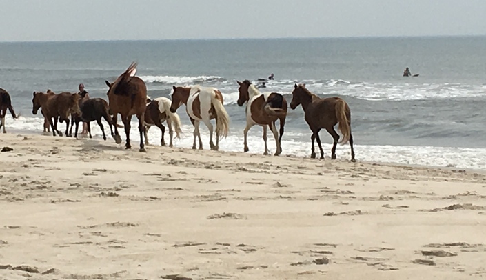 One of the special memories of the Britigan family vacation in June was viewing a herd of wild ponies running on the beach at Assateague Island and its National Seashore.
