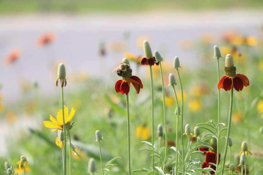 Prairie plantings sequester carbon while cooling and cleaning the air&period; 