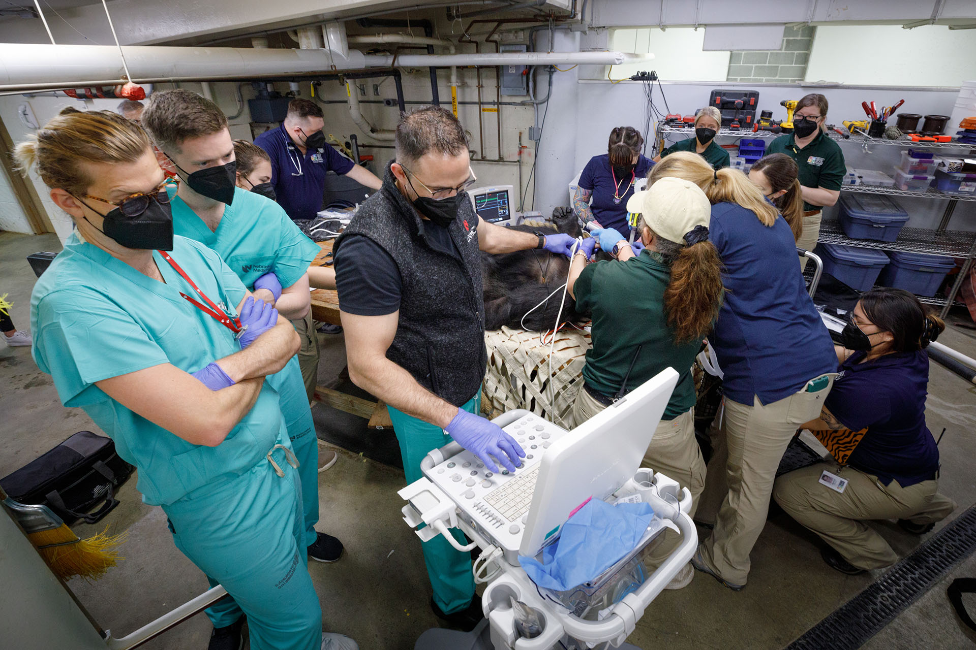 UNMC and zoo personnel are gathered for Muke's procedure.