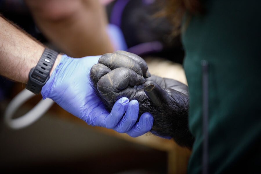 Omaha&apos;s great apes in caring hands