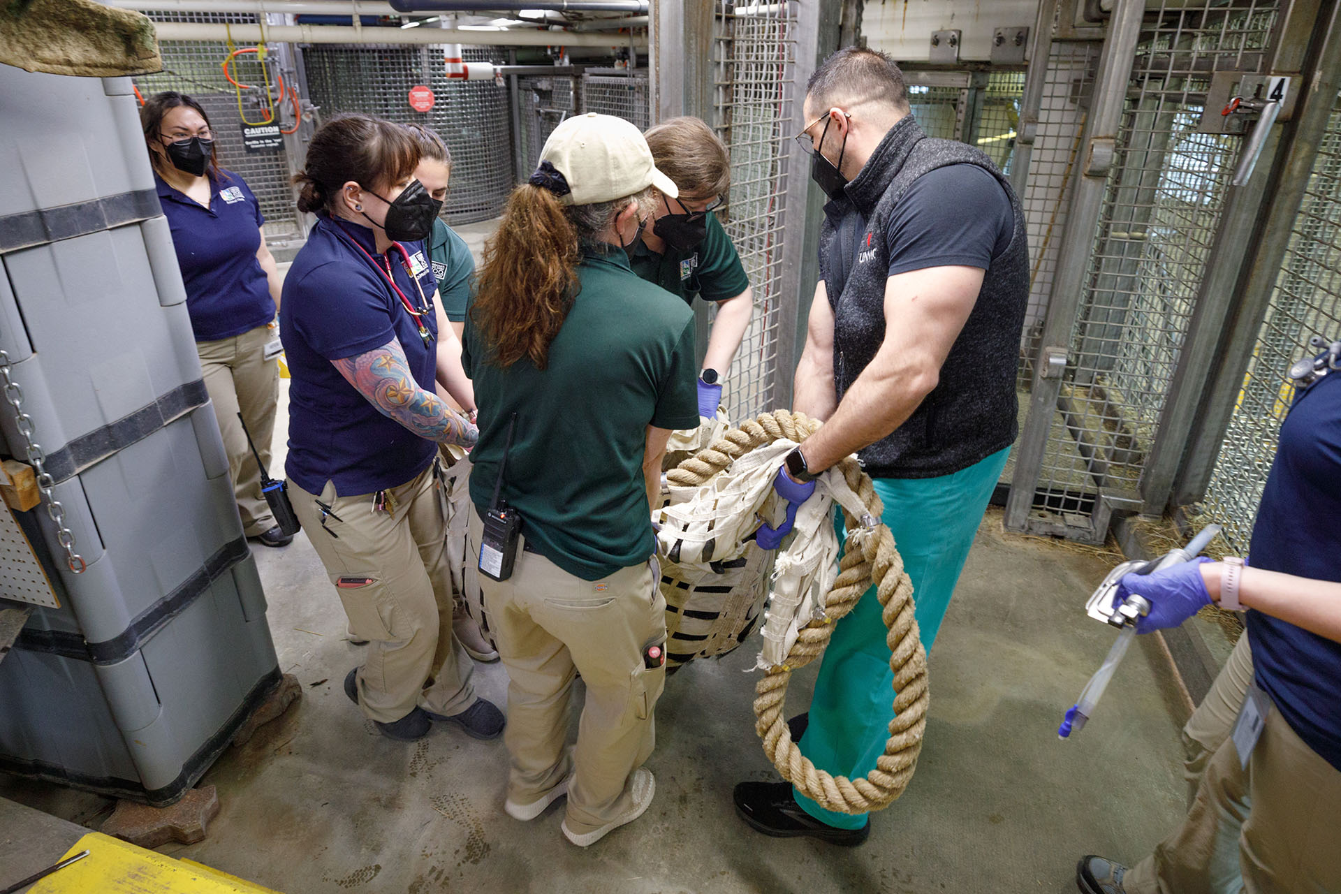 Walker Thomas and zoo personnel carry Muke from her procedure.