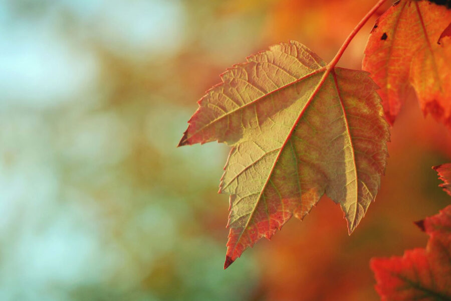 A leaf in fall