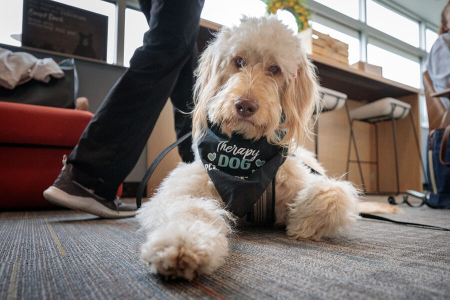 Paws for Friendship will be at the Sorrell Center&comma; on the second floor Alumni Commons&comma; on Wednesday starting at 7&colon;45 a&period;m&period;