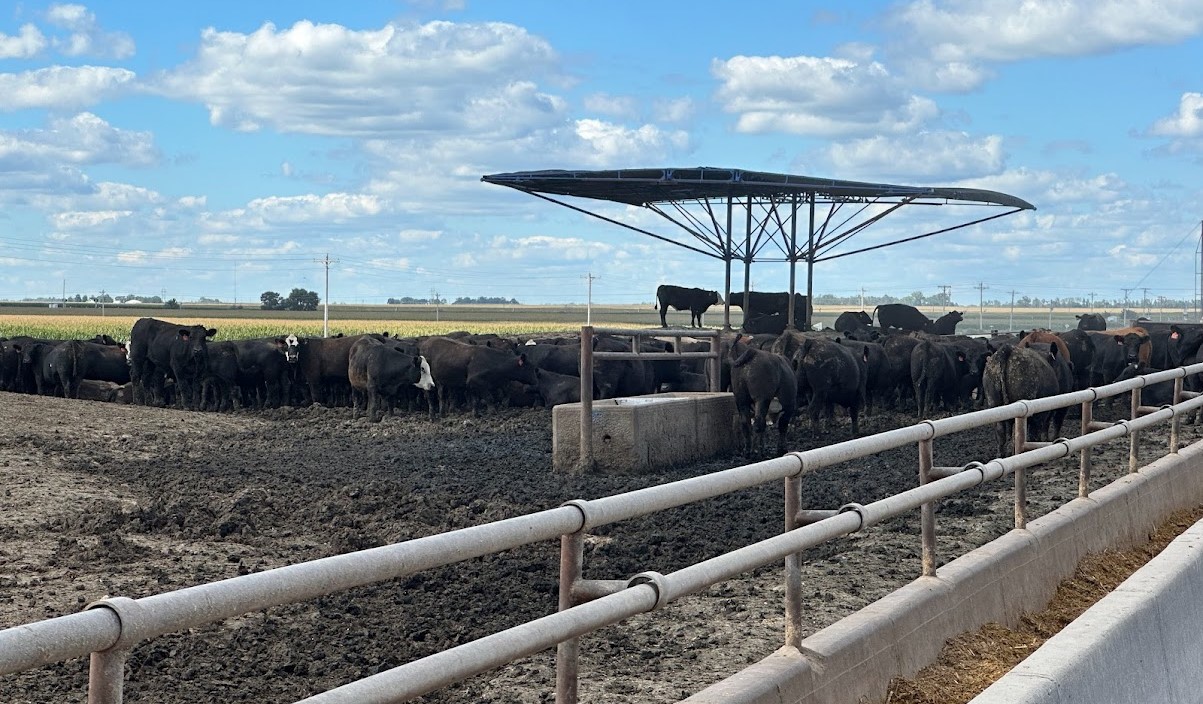 Photo of cattle feedyard