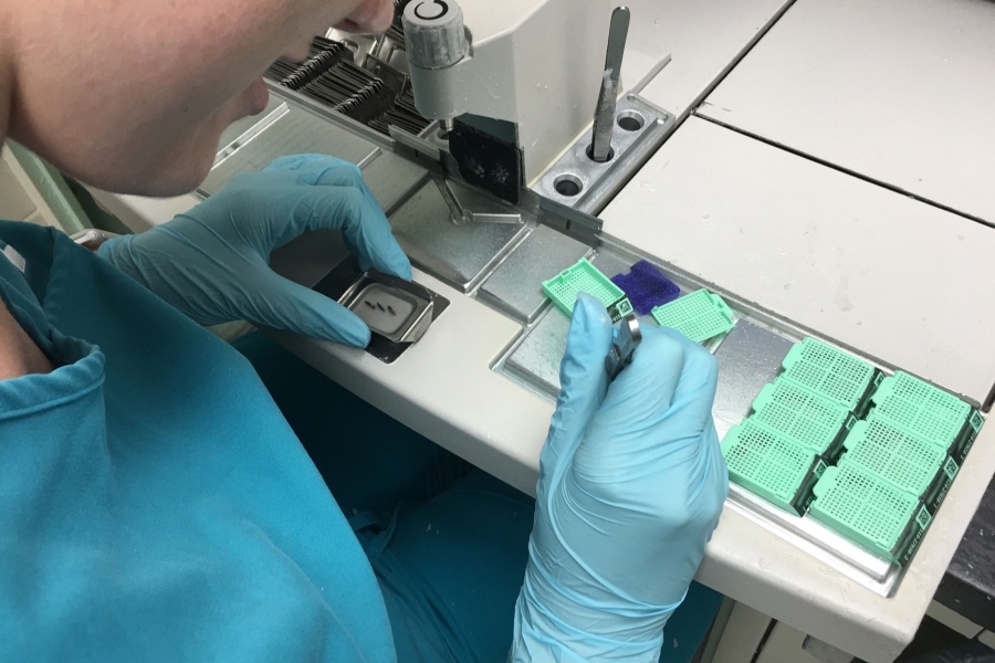 Technician looking at samples