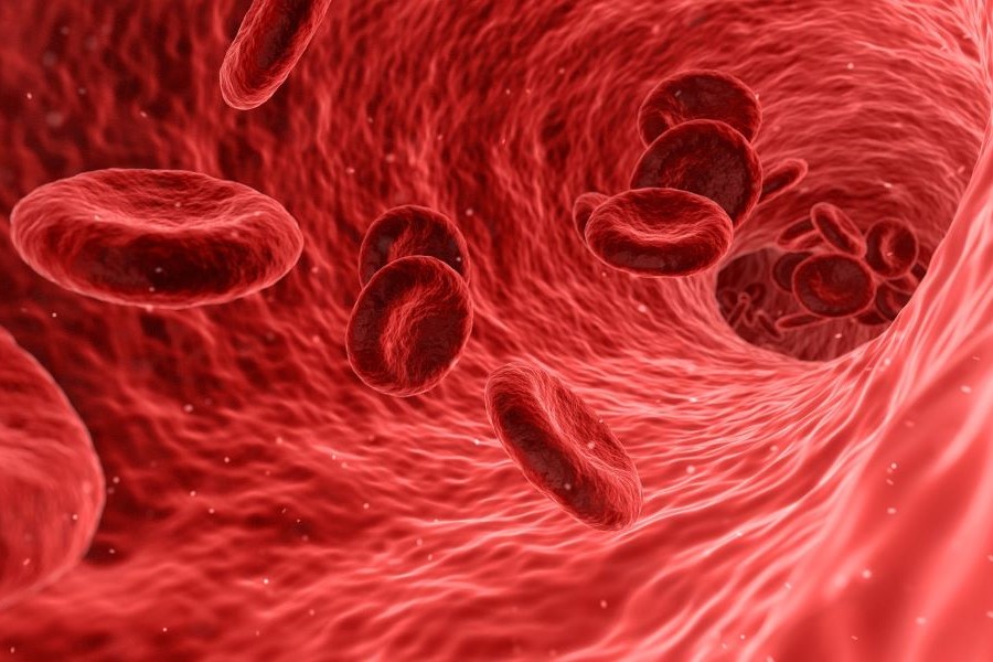 red blood cells