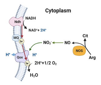 Cytoplasm