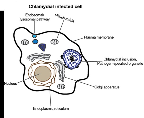 Images 1 and 2 show cells infected with chlamydia, and the chlamydia  protein-protein and protein-lipid interactions which occur at the chlamydial inclusion.