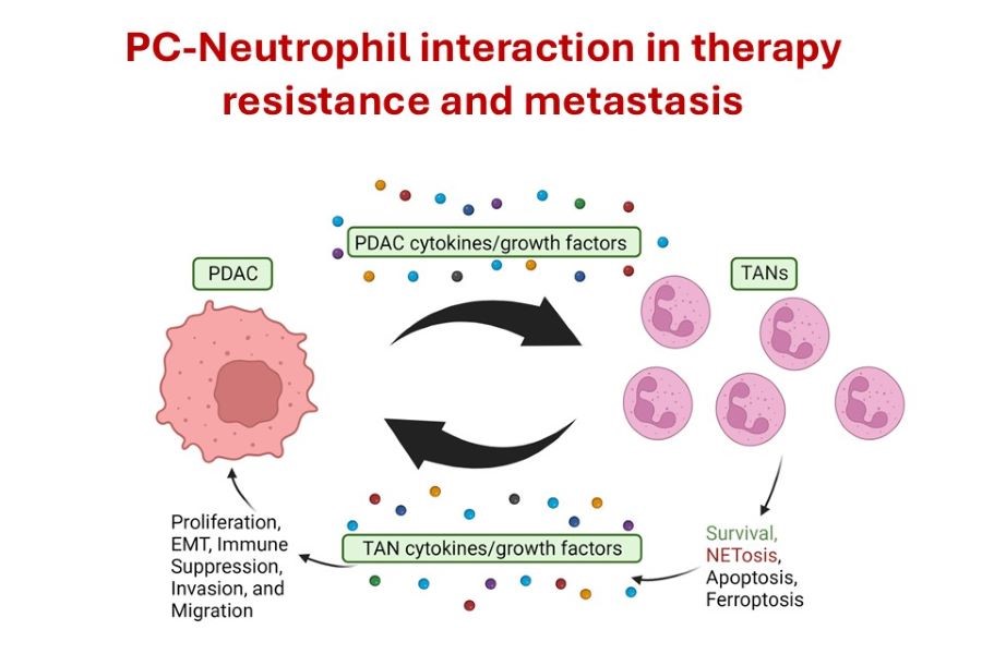 PC-Neutrophil interaction