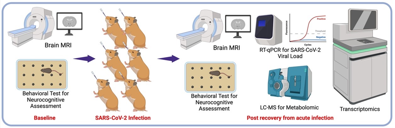 hamster_brains_byrareddy.jpg