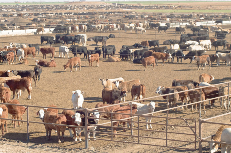 Cows in a feedyard. 