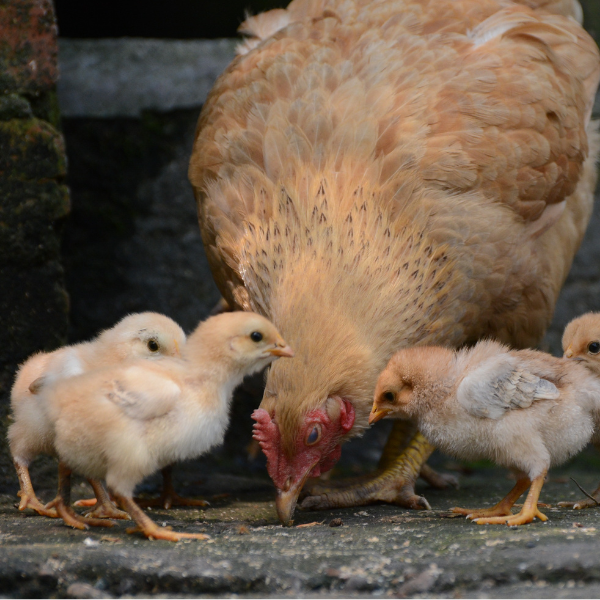 Close up of hen pecking at feed on ground surrounded by chicks. 