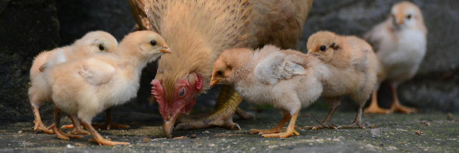 Avian influenza header image