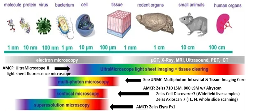 Diagram spanning the various resolution levels from 1 nm to 100 cm and the recommended equipment to us for resolving various images. For light sheet imaging and tissue clearing between 1 um to 100 cm, use AMCF's UltraMicroscope II. For confocal microscopy between 100 nm to 100 µm, use AMCF's Zeiss 710 LSM, Zeiss 800 LSM w/ Airyscan, Zeiss Cell Discoverer7 (widefield live samples), or Zeiss Axioscan 7 (TL, FL whole slide scanning). For superesolution imaging between 1 nm to 100 µm, use AMCF's Zeiss Elyra Ps1. For multi-photon microscopy, use UNMC's Multiphoton Intravital & Tissue Imaging (MITI) core.