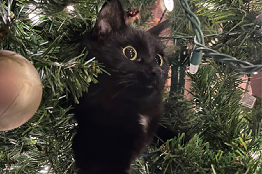 A black cat in a Christmas tree