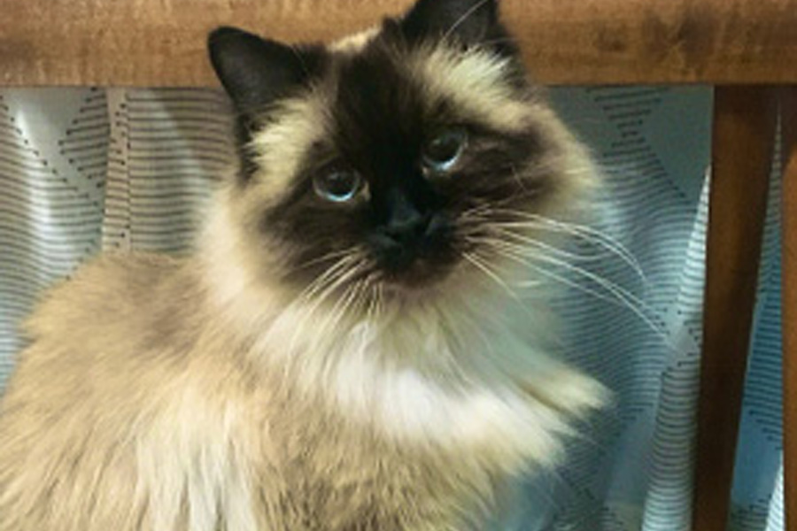 A long-haired Siamese cat