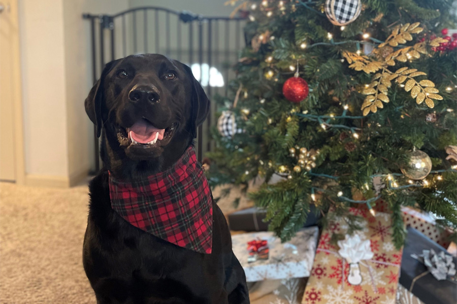 A black dog with a bandana in front of a Christmas tree
