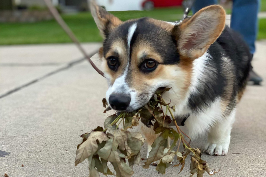 A corgi with a stick in its mouth